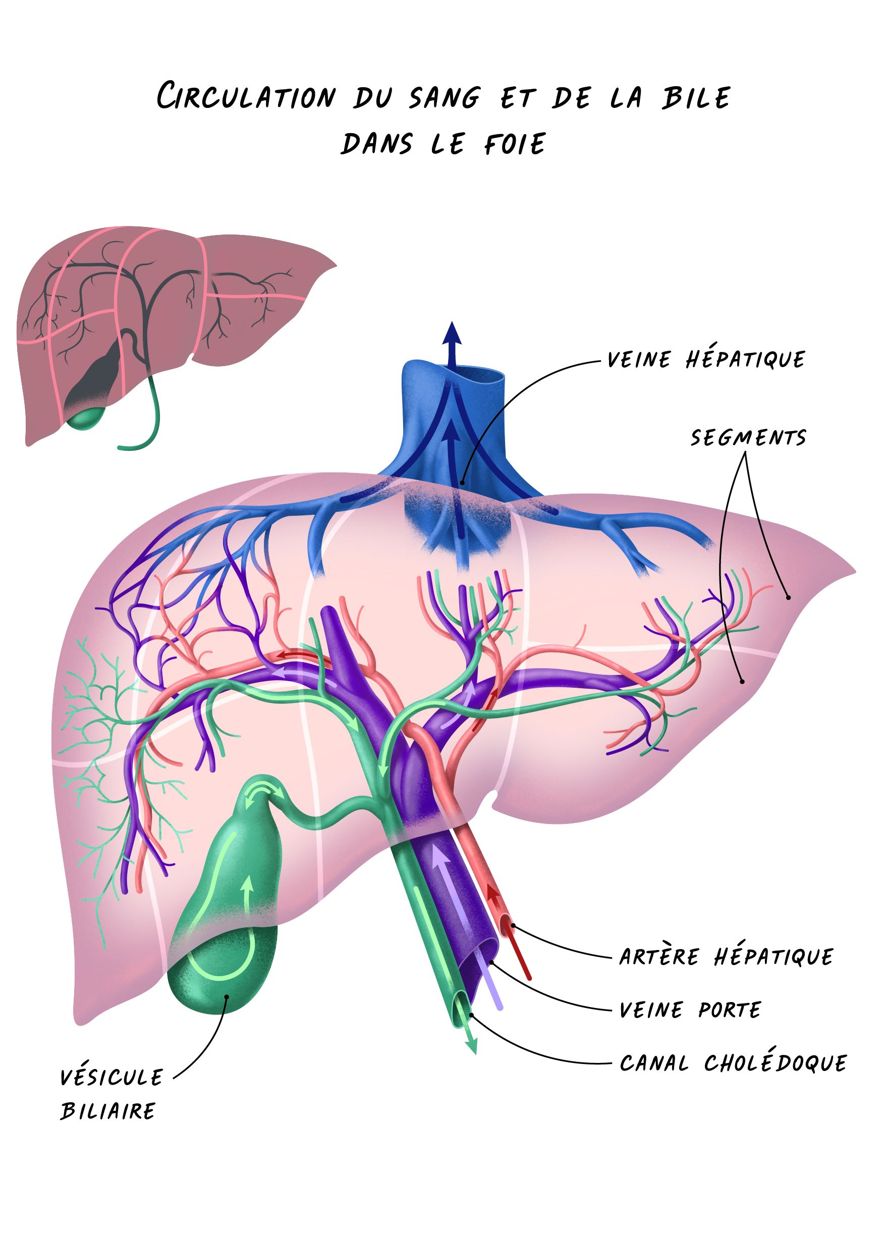 Circulation du sang et de la bile dans le foie