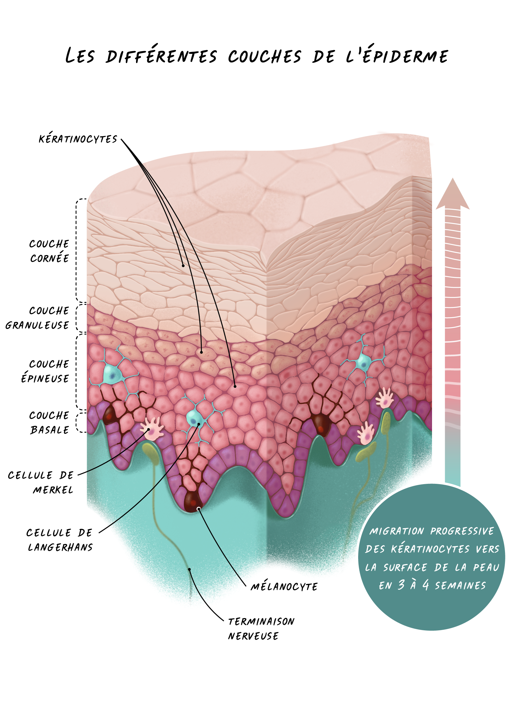 Les diff&eacute;rentes couches de l'&eacute;piderme