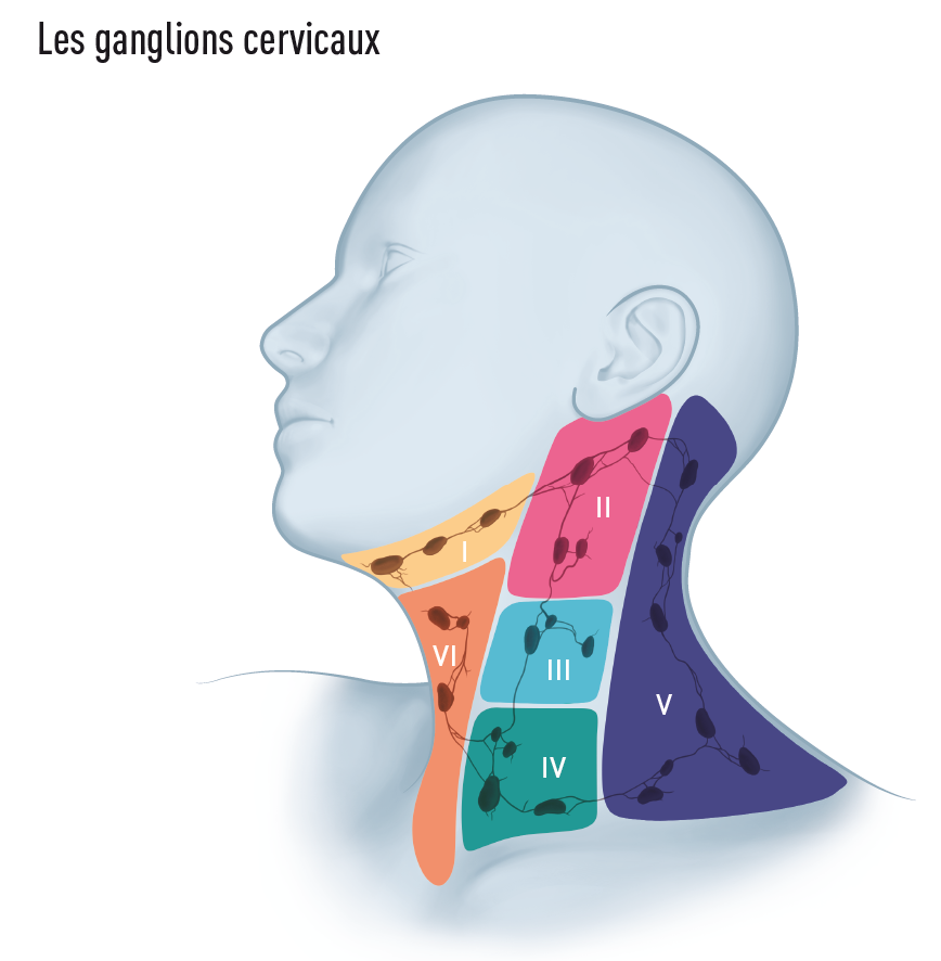 Les ganglions cervicaux