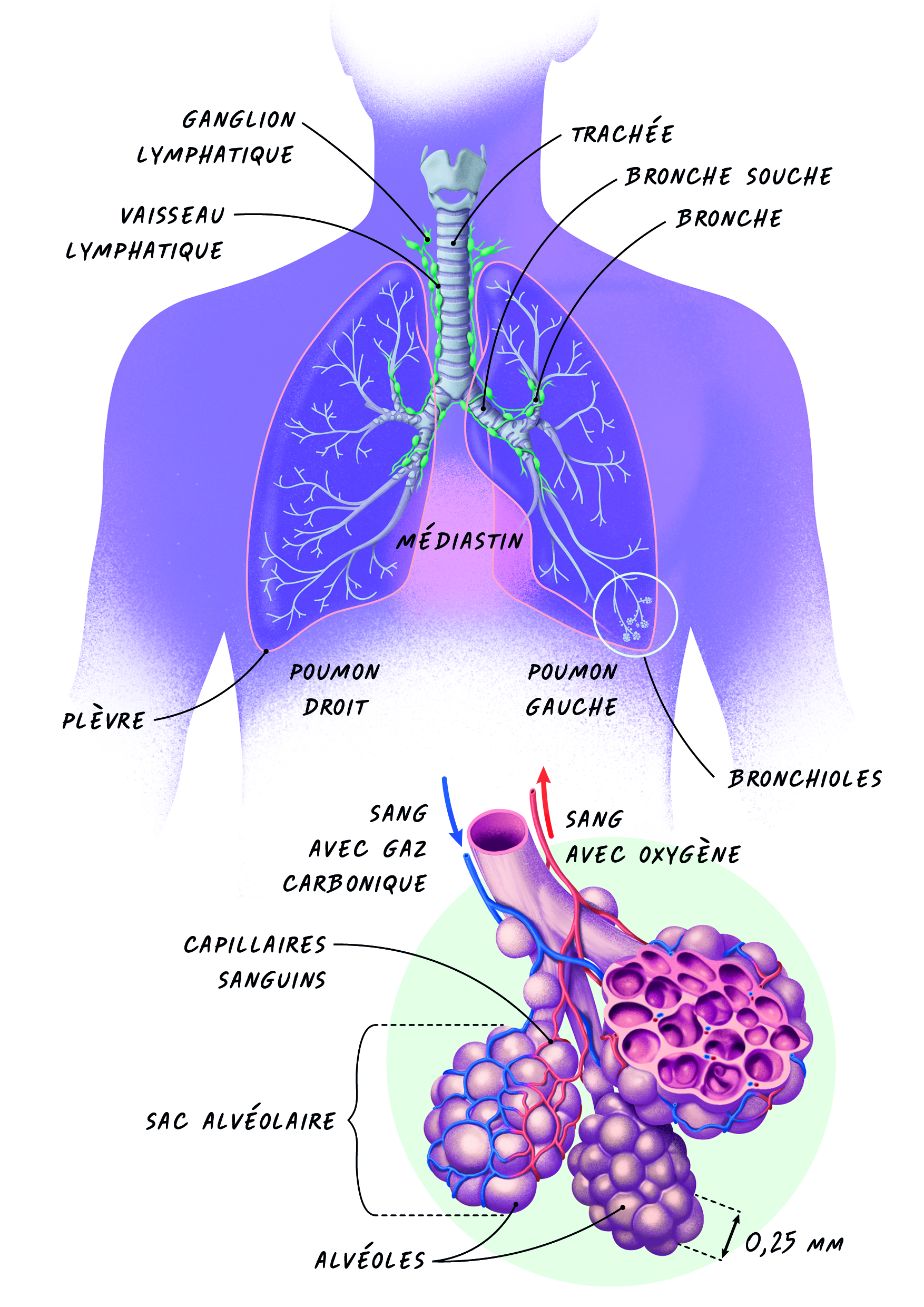 Illustration de l'int&eacute;rieur des poumons